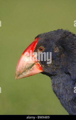 Talève takahé (Porphyrio hochstetteri) adulte, close-up de tête, Tiritiri Matangi Island Nature Reserve, île du Nord, Nouvelle-Zélande, juillet Banque D'Images