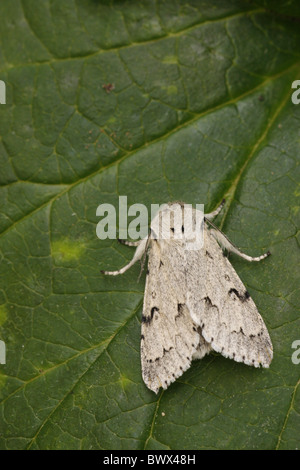 Animal animaux espèce d'insectes lépidoptères Papillons Insectes Invertébrés invertébrés Arthropodes Arthropodes europe la vie sauvage Banque D'Images