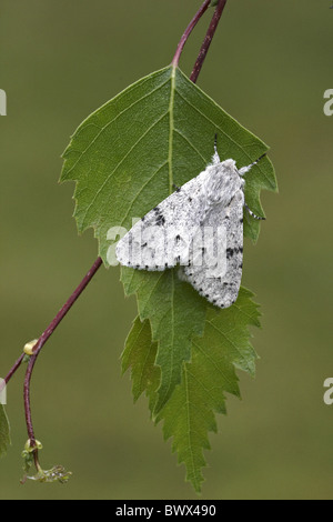 Animal animaux espèce d'insectes lépidoptères Papillons Insectes Invertébrés invertébrés Arthropodes Arthropodes europe la vie sauvage Banque D'Images