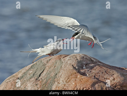 Sterne arctique (Sterna paradisea) paire adultes, alimentation de cour, donner du poisson mâle à femelle, Finlande, mai Banque D'Images