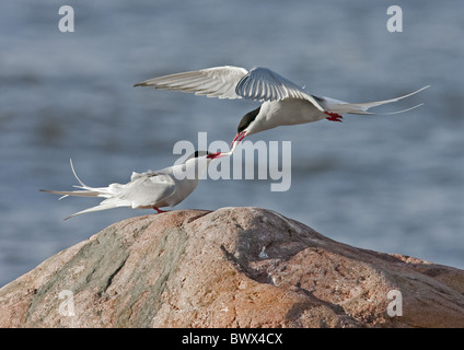 Sterne arctique (Sterna paradisea) paire adultes, alimentation de cour, donner du poisson mâle à femelle, Finlande, mai Banque D'Images