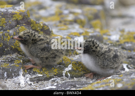 Sterne arctique (Sterna paradisea) deux poussins, assis sur la roche, Inner Farne, Iles Farne, Northumberland, Angleterre, l'été Banque D'Images