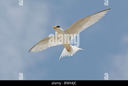 Moins de Dougall (Sterna antillarum), adultes en vol, Grand Cayman, Cayman Islands Banque D'Images