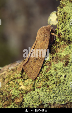 Orthosia cerasi quaker commun bug insecte naturel nature sauvage faune environnement europe european powys Pays de Galles Banque D'Images