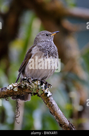 Black-throated Thrush (Turdus ruficollis donaldsoni) mâle adulte, plumage d'hiver, perché sur branche, Katmandou, Népal, février Banque D'Images