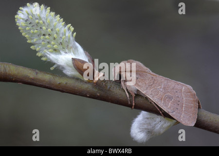 Animal animaux espèce d'insectes lépidoptères Papillons Insectes Invertébrés invertébrés Arthropodes Arthropodes europe la vie sauvage Banque D'Images