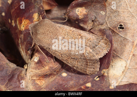 OOrthosia cerasi quaker commun bug insecte naturel nature sauvage faune environnement europe european powys Pays de Galles Banque D'Images