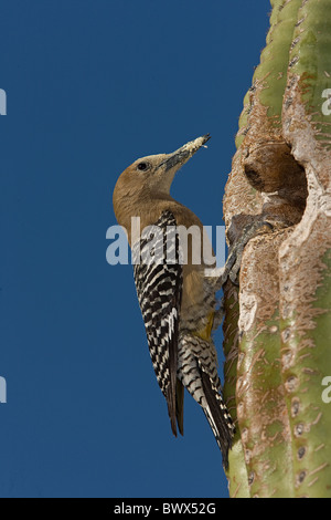 Gila Woodpecker (Melanerpes uropygialis) - Nouvelles du nid dans Saguaro cactus - Arizona - USA - Commun résident du désert de Sonoran Banque D'Images