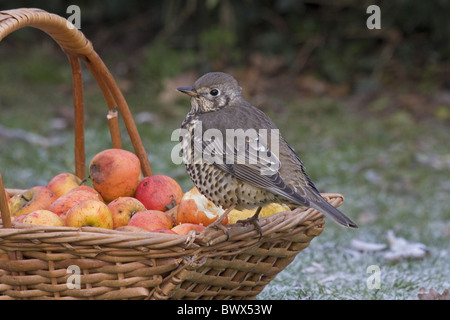 Mistle Thrush (Turdus viscivorus), adultes se nourrissent de pommes à partir de panier, en jardin, en Angleterre, novembre Banque D'Images