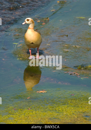 Egyptian goose Alopochen aegyptiaca Parc National Kruger en Afrique du Sud Banque D'Images