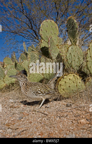 Plus de Roadrunner Geococcyx californianus) (Arizona Banque D'Images