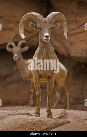 Desert bighorn (Ovis canadensis nelsoni) Arizona(mâle et femelle) de Ram(ewe) Banque D'Images