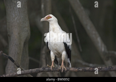 Palmiste africain (Gypohierax angolensis) adulte, perché sur une branche, au Sénégal Banque D'Images