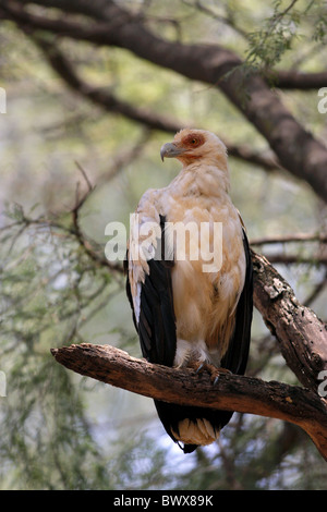 Palmiste africain (Gypohierax angolensis) adulte, perché sur une branche, Samburu, Kenya Banque D'Images