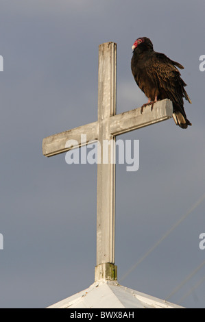 Urubu à tête rouge (Cathartes aura) adulte, perché sur la croix de l'église, Everglades City, Floride, États-Unis d'Amérique, en février Banque D'Images