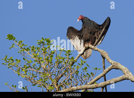 Urubu à tête rouge (Cathartes aura) des profils, prendre le soleil, perché sur branche, Marshall's Pen, Jamaïque, novembre Banque D'Images