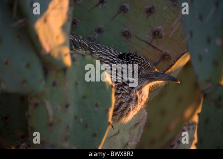 Plus de Roadrunner Geococcyx californianus) (Arizona se percher dans soir Banque D'Images