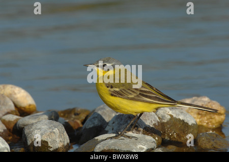 Bergeronnette printanière (Motacilla Syke's flava beema) mâle adulte, le plumage d'été, debout sur un rocher au bord de l'eau, Lesbos, Grèce, avril Banque D'Images