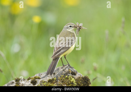 La Bergeronnette printanière (Motacilla flava) femelle adulte, avec des insectes en bec, transportant de la nourriture au nid, Teesdale, County Durham, Angleterre Banque D'Images