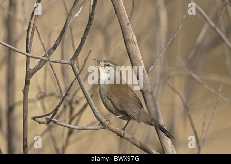 La Paruline de cetti (Cettia cetti) mâle adulte, chant, perché à bush, Estrémadure, Espagne, septembre Banque D'Images