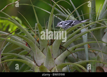 Paruline noir et blanc (Mniotilta varia) mâle adulte, à l'alimentation, de broméliacées Marshall's Pen, Jamaïque, novembre Banque D'Images