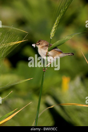 Fan-tailed Warbler (cisticole juncidis Cisticole) adulte, avec un matériel de nidification en bec, perché sur la tige, Maroc, avril Banque D'Images