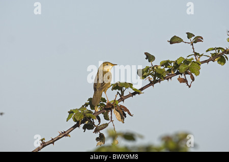 Locustella naevia Grasshopper Warbler () adulte, perché sur bramble, Norfolk, Angleterre, avril Banque D'Images