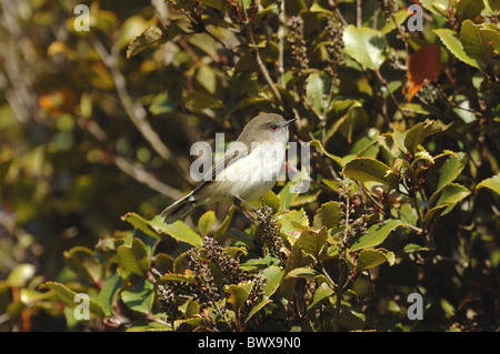 Gray Gerygone igata Gerygone (adultes), perché à Bush, l'île Stewart, en Nouvelle-Zélande, en juillet Banque D'Images