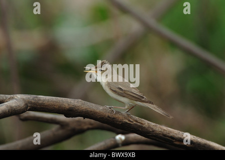 Olivaceous Warbler (Hippolais pallida) mâle adulte, chant, perché sur branche, Lesbos, Grèce, avril Banque D'Images