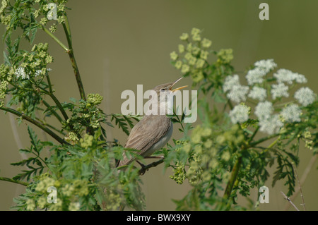 Olivaceous Warbler (Hippolais pallida) mâle adulte, chant, perché sur umbellifer, Lesbos, Grèce, avril Banque D'Images