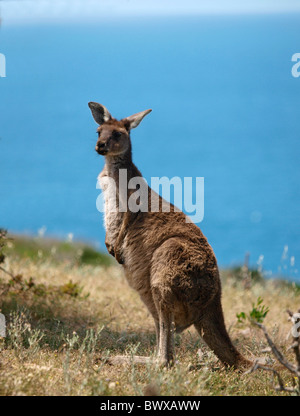 KANGAROO , DEEP CREEK CONSERVATION PARK AUSTRALIE DU SUD Banque D'Images