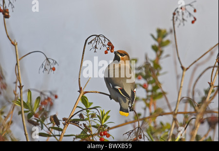 Jaseur boréal (Bombycilla garrulus), adultes se nourrissent de baies rose guelder, Norfolk, Angleterre Banque D'Images