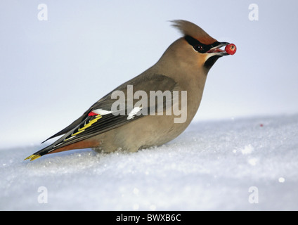 Jaseur boréal (Bombycilla garrulus), adultes se nourrissent de rowan berry, debout dans la neige, Finlande, mars Banque D'Images