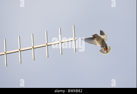 Jaseur boréal (Bombycilla garrulus), migrants adultes, en vol, l'atterrissage à la télévision par antenne, Norfolk, Angleterre, hiver Banque D'Images