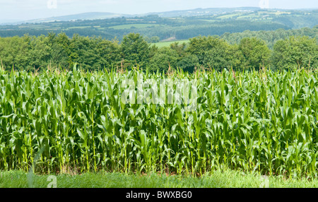 Maïs Le maïs ou la récolte dans le champ dans le Devon, UK Banque D'Images