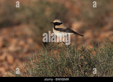 Traquet du désert (Oenanthe deserti homochroa) sous-espèce nord-africaine, mâle adulte, perché sur bush en désert, Maroc, avril Banque D'Images