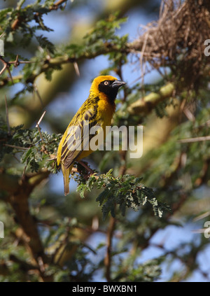 Speke's Weaver (Ploceus spekei) mâle adulte, perché dans l'arbre d'acacia, Kenya, novembre Banque D'Images