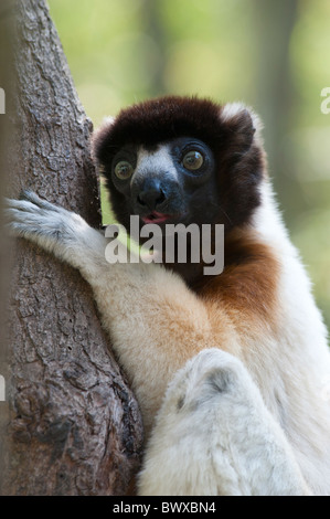 Un mignon sifaka couronné (Propithecus coronatus) dans un arbre Banque D'Images