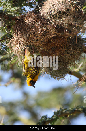 Speke's Weaver (Ploceus spekei) mâle adulte, l'affichage, la pendaison en vertu de nid, Kenya, novembre Banque D'Images