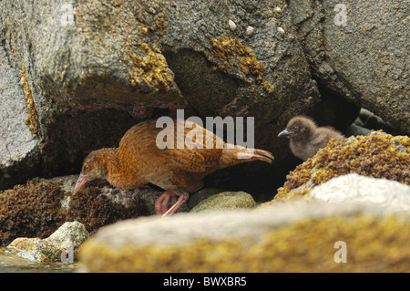 Weka (Gallirallus australis scotti) des profils avec chick, parmi les roches du littoral, l'Ulva Island, près de l'île Stewart, en Nouvelle-Zélande, en janvier Banque D'Images