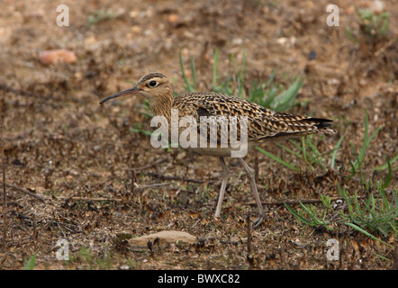 Peu de Courlis corlieu (Numenius minutus) adulte, la marche sur des pâturages brûlés, Beidaihe, Hebei, Chine, mai Banque D'Images