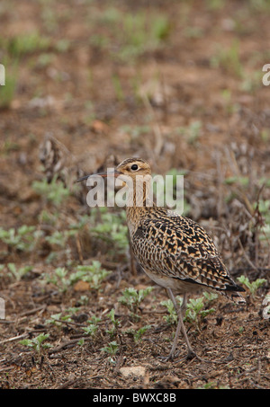 Peu de Courlis corlieu (Numenius minutus) adulte, la marche sur des pâturages brûlés, Beidaihe, Hebei, Chine, mai Banque D'Images