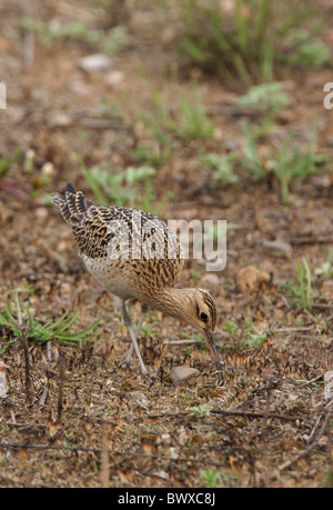 Peu de Courlis corlieu (Numenius minutus), adultes se nourrissant d'herbages brûlés, Beidaihe, Hebei, Chine, mai Banque D'Images