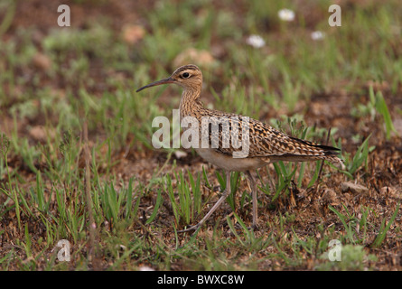 Peu de Courlis corlieu (Numenius minutus) adulte, la marche sur des pâturages brûlés, Beidaihe, Hebei, Chine, mai Banque D'Images