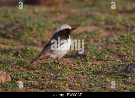 À croupion rouge Traquet motteux (Oenanthe moesta) mâle adulte, se tenant sur le sol, le Maroc, avril Banque D'Images