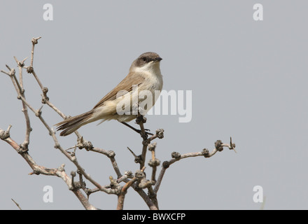 Fauvette grisette (Sylvia curruca moins halimodendri) adulte, perché sur des rameaux, Province d'Almaty, Kazakhstan, juin Banque D'Images