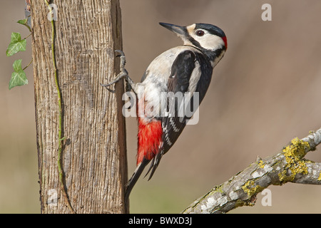 Plus grand pic mar (Dendrocopus major) mâle adulte, couverts de lierre de s'accrocher à des postes, Warwickshire, en Angleterre, hiver Banque D'Images