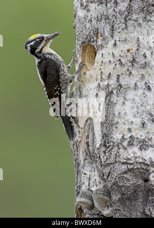 Le pic tridactyle (Picoides tridactylus) mâle adulte, avec de la nourriture dans le bec, à nesthole en tronc d'arbre, le nord-ouest de la Finlande Banque D'Images