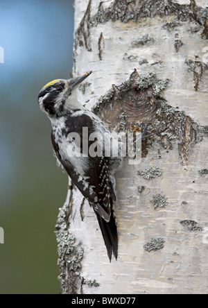 Le pic tridactyle (Picoides tridactylus) mâle adulte, l'alimentation, s'accrochant à bouleau verruqueux (Betula pendula), nord-ouest de l'agrégation Banque D'Images