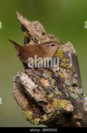 Troglodyte mignon (Troglodytes troglodytes) adulte, perché sur la branche morte, Norfolk, Angleterre, septembre Banque D'Images